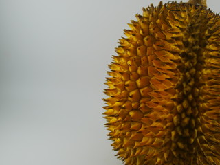 Durio kutejensis, commonly known as durian pulu, durian merah, nyekak, Pakan, Kuluk, or lai in white background