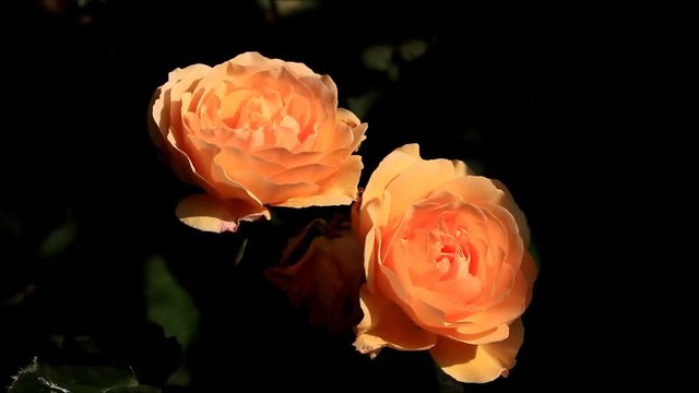 orange rose in the evening sun
