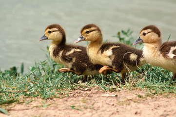 ducklings of Mary Jo Peckham