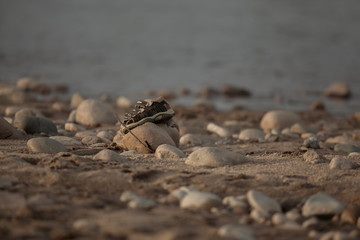 Sea and river stones on the shore.