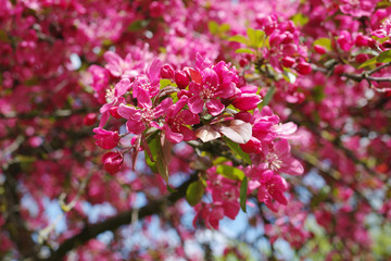 Crabapple tree blooming