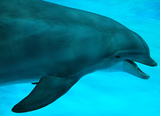 Dolphin swimming in the pool