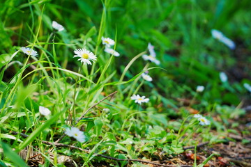 Daisies growing by a footpath