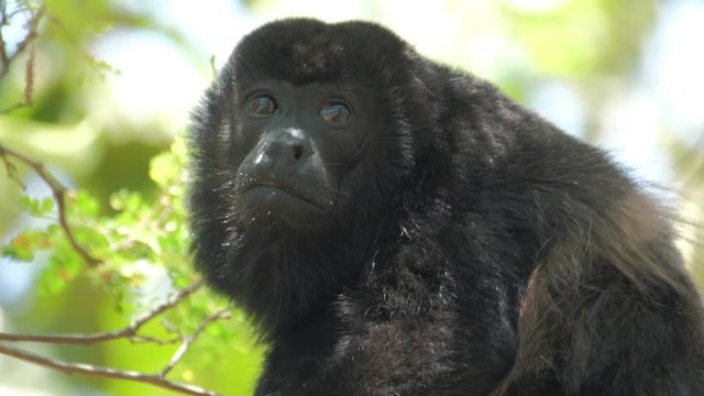 Mantled howler monkey (Alouatta palliata) relaxes on the tree in a forest in Costa Rica
