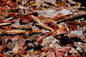 Red and orange stripped cedar bark