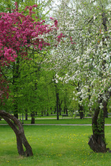 Flowering trees in the park