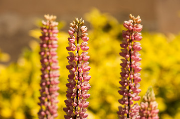 Beautiful plants from botanical garden for catalog. Natural lighting effects. Shallow depth of field. Selective focus, handmade art of nature. Flower landscape