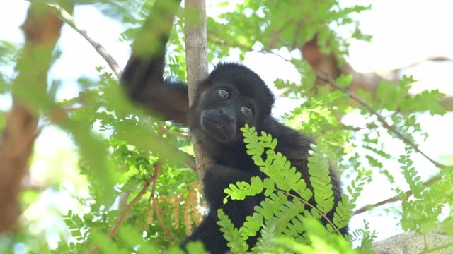 Mantled howler monkey (Alouatta palliata) baby relaxes on the tree in a forest in Costa Rica