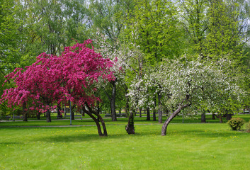 Fototapeta na wymiar Flowering trees in the park