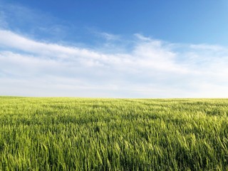 wheat field before harvest