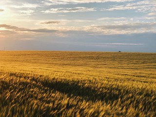 wheat field before harvest