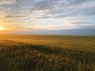 Obraz na płótnie Canvas wheat field at sunset