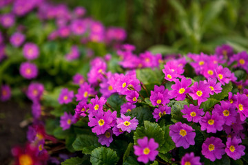 красные и розовые цветы в огороде,red and pink flowers in the garden,