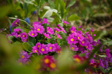 красные и розовые цветы в огороде,red and pink flowers in the garden,