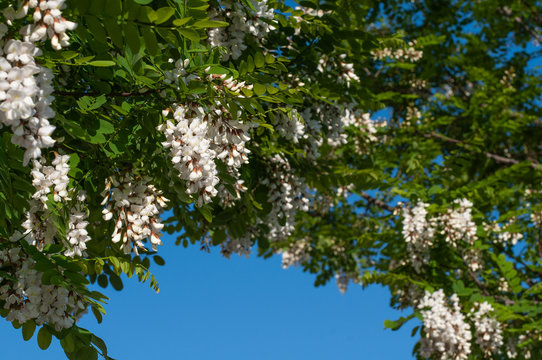 flowering branches of a false acacia framing blue sky