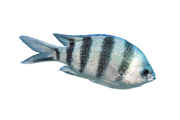 Scissortail Sergeant (Major, Pintano, Abudefduf) Isolated On White Background. Striped Indo-Pacific...