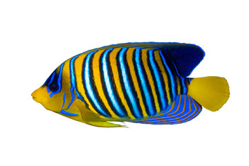 Royal Angelfish (Regal Angel Fish), Coralfish isolated on a white background. Tropical colorful...