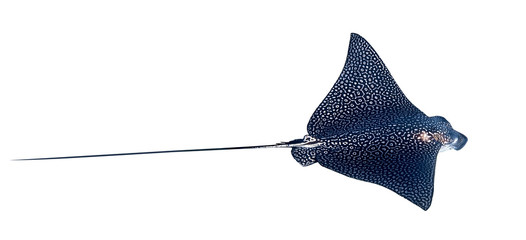 Spotted Eagle Ray (Aetobatus narinari) Isolated On A White Background. Close Up Of Dangerous Underwater Leopard Stingray Soaring In Red Sea, Egypt. Indo-Pacific Coral Fish, Cut Out. - Powered by Adobe