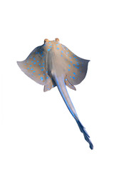 Bluespotted Ribbontail Ray (Taeniura lymma) Isolated On A White Background. Close Up Of Dangerous Underwater Spotted Stingray Soaring In Red Sea, Egypt. Beautiful Indo-Pacific Ocean Fish, Cut Out.
