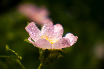 Bush wild rose on a sunny day. Blooming, gardening, beautiful pink buds on a wild rose bush in spring