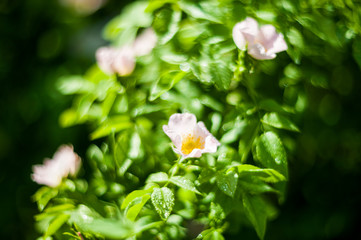 Bush wild rose on a sunny day. Blooming, gardening, beautiful pink buds on a wild rose bush in spring