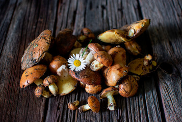 mushrooms with camomile lie on old wooden boards.