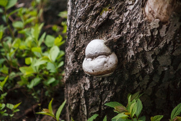 древесный гриб,tree mushroom,