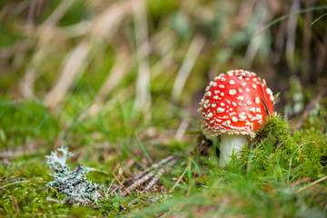 Young Amanita Muscaria grown up inside a forest in Dolomites (Italy)