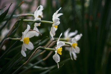 нарциссы,daffodils,