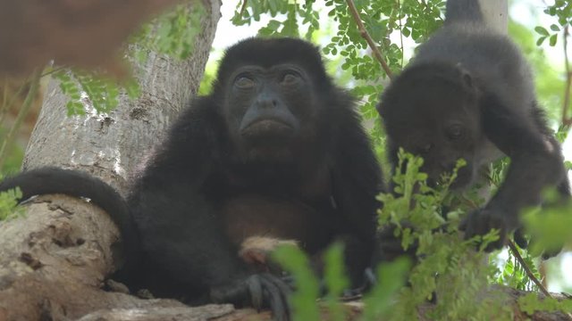 Mantled howler monkey (Alouatta palliata). Mother and baby of Howler monkeys relax on the tree in a forest in Costa Rica