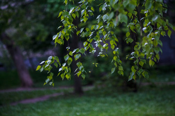 берёза вечером лето,birch summer evening,tree, green, nature, leaf, forest, leaves, spring, plant, branch, summer, foliage, park, trees, sky, woods, branches, light, sunlight, beauty, environment, col