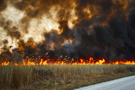 Wildfires. Burning estuary. Fire in the steppe.