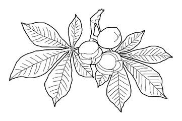Hand drawn autumn branch with leaves, vector illustration