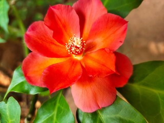 Obraz premium OOtty Rose Flower