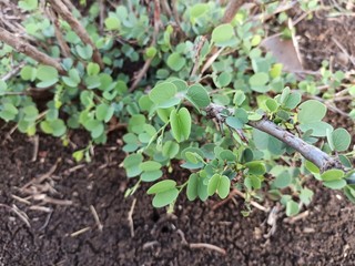 The leaves of the Apta tree, whose scientific name is Bauhinia racemosa , also known as the Bidi leaf tree.