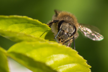 Beautiful Portrait of a Bee Resting  on a Leaf on a Sunny Spring Day