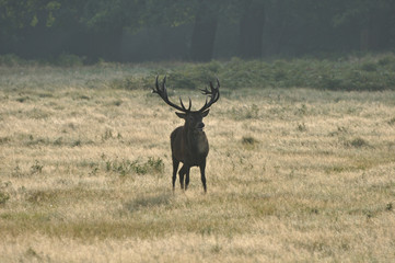 Red deer cervus elaphus in autumn colours