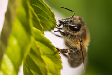 A Bee Sitting on a Plant and Preparing to Take-Off in Search for Pollen
