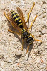 A Wasp Resting on a Wall and Warmed by the Spring Sun