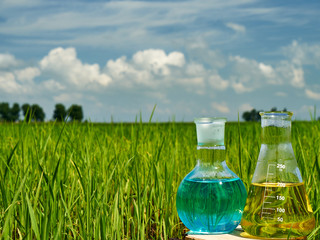 Image of a glass flask with a chemical solution on the background of young rice shoots. Glass bulb. Agrochemical solution. Chemical agent. Fertilizer. Plant protection.