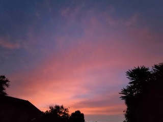 sunset in the forest