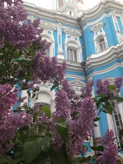 
Blooming lilacs near Smolny Cathedral