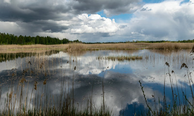 a developed bog lake, swampy meadows and bogs wonderful cumulus clouds and reflections in the...