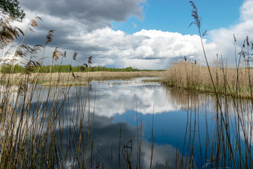 a developed bog lake, swampy meadows and bogs wonderful cumulus clouds and reflections in the...
