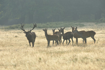 Obraz premium Red deer cervus elaphus in autumn colours