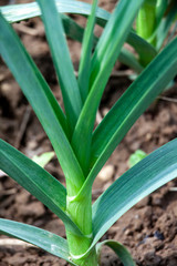 Obraz premium Leek From Allium Family Stem