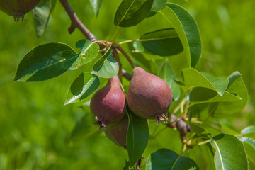Young European Pears on Brench