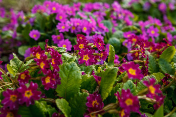 город, цветы в огороде, красные, розовые,
the city, flowers in the garden, red, pink