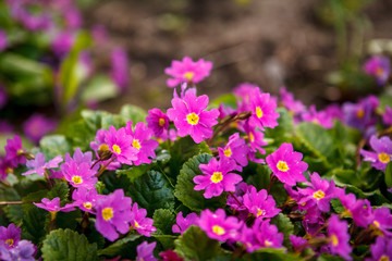 город, цветы в огороде, красные, розовые,
the city, flowers in the garden, red, pink