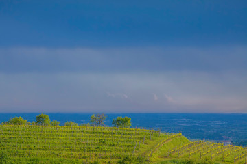 Vineyard on Hill in Brda